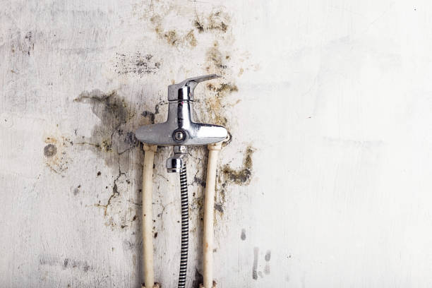 Best Commercial Mold Removal  in Lake Los Angeles, CA