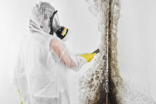 Best Certified Mold Removal  in Lake Los Angeles, CA