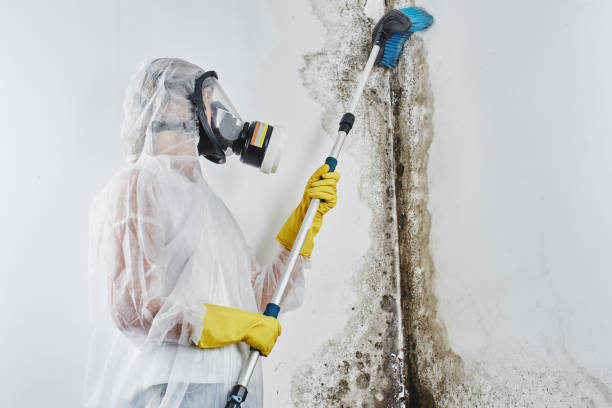 Best Mold Damage Repair  in Lake Los Angeles, CA