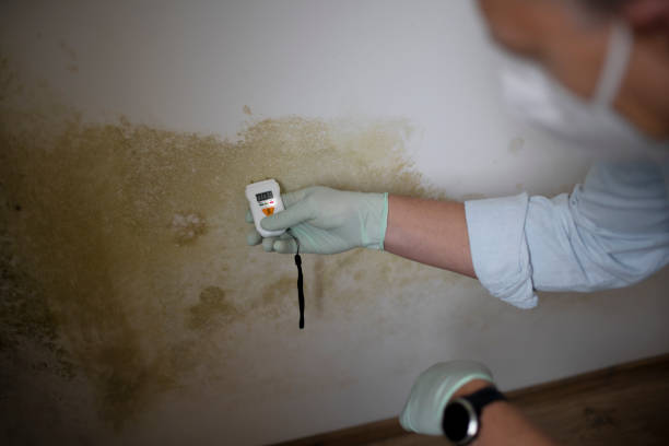 Crawl Space Mold Removal in Lake Los Angeles, CA